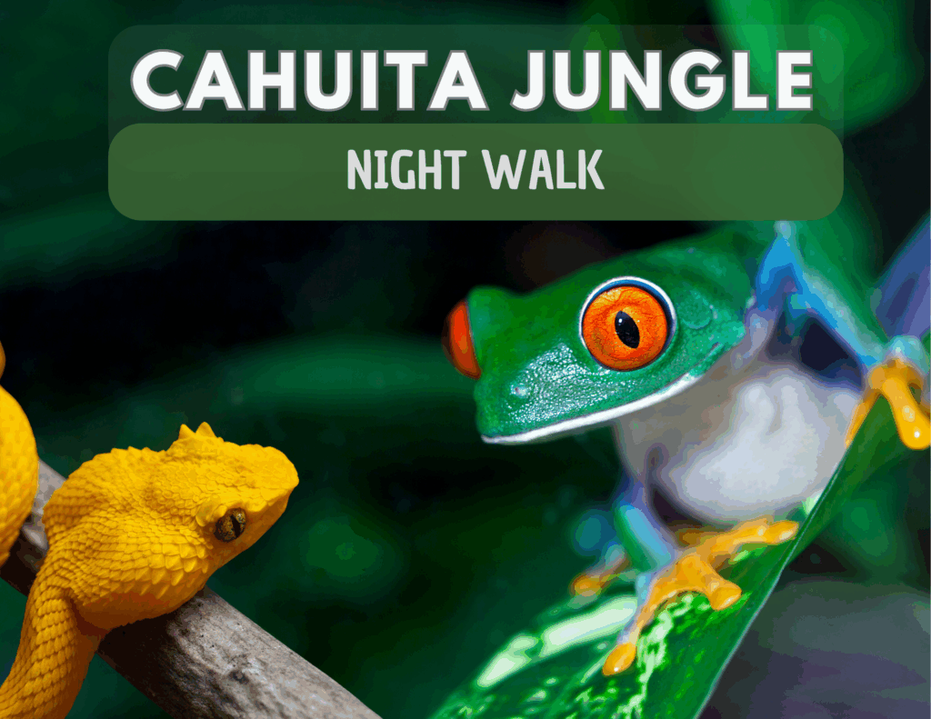 Cahuita Jungle NightWalk promotional image