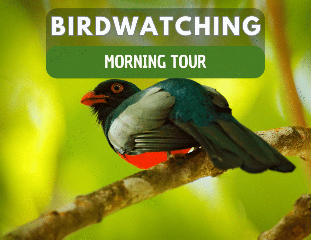Cahuita Birdwatching Tour