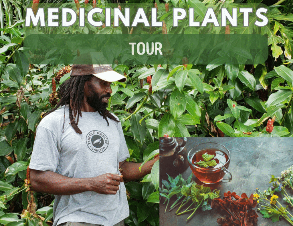 Cahuita Medicinal Plants Tour
