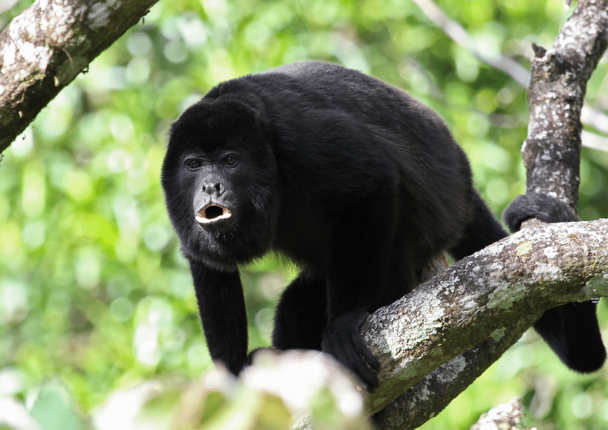 Howler Monkey