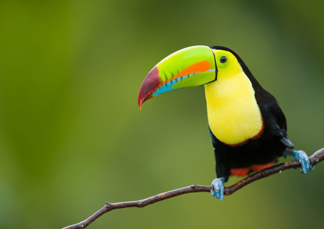 Keel Billed toucan on a branch