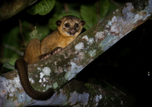 Cahuita Kinkajou
