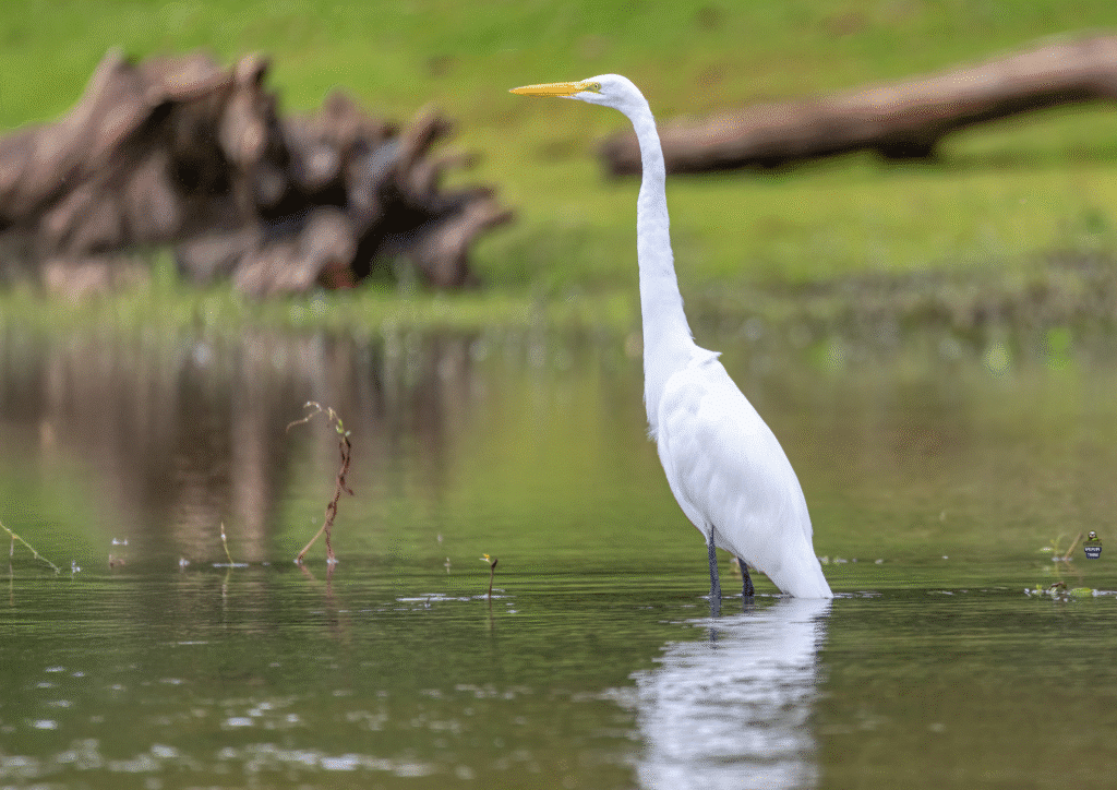 Great White Egret on Tarcoles River