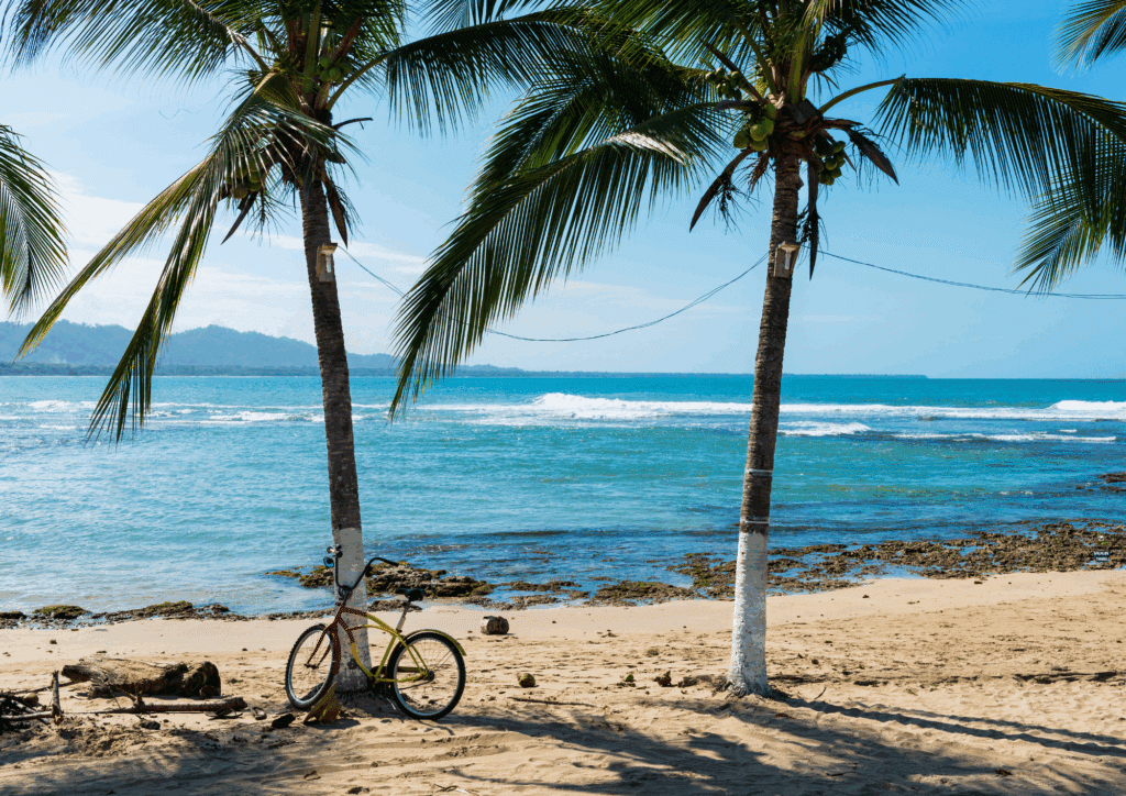 Caribbean Vive picture