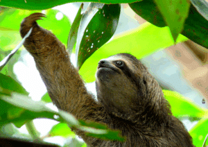 Three toed sloth in Tortuguero