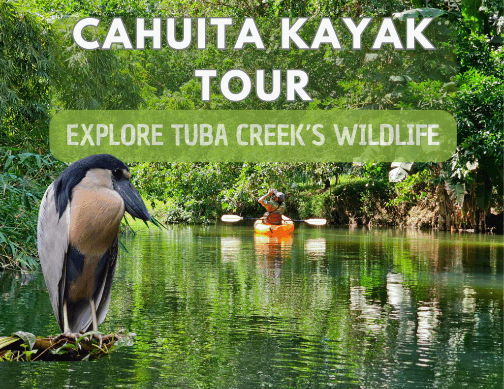 Cahuita Kayak Tour