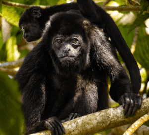 Two howler monkeys in jungle setting in Costa Rica