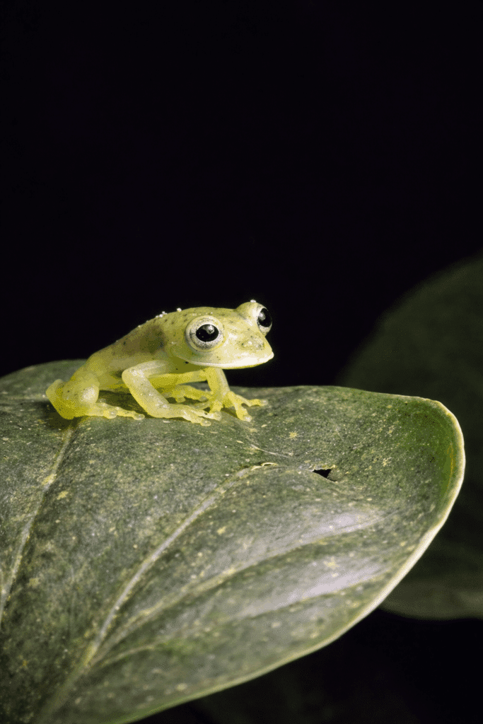 Glass frog on green leaf