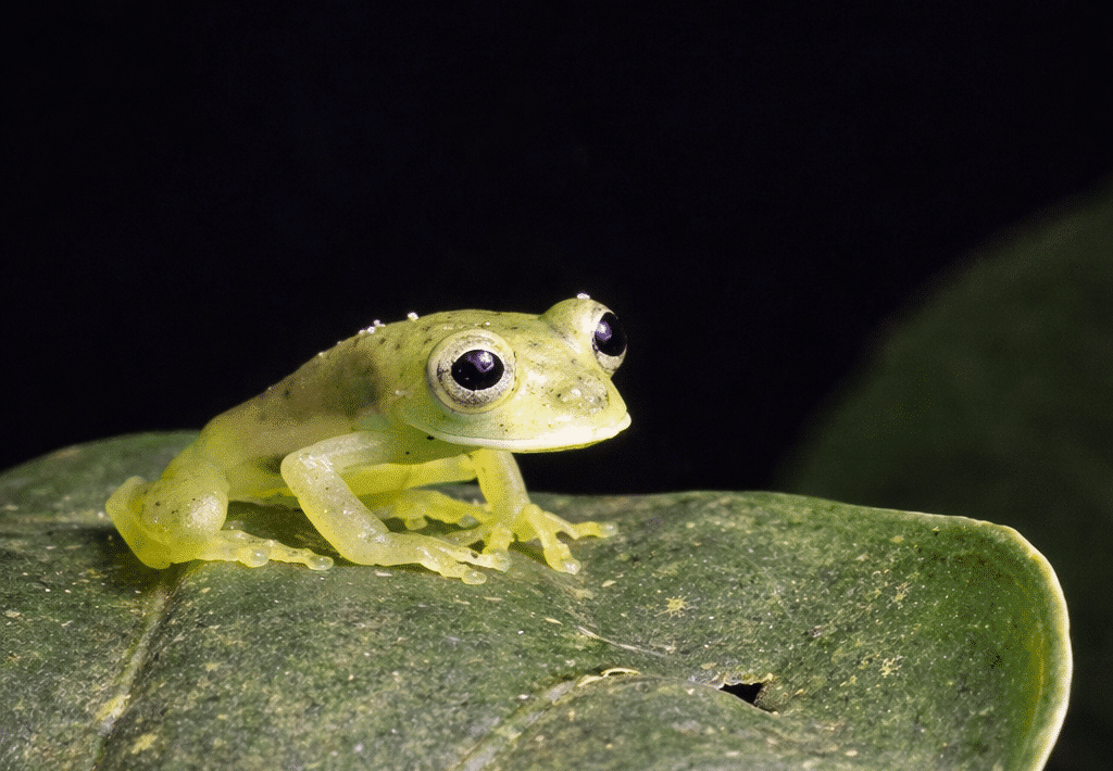 Glass frog on green leaf