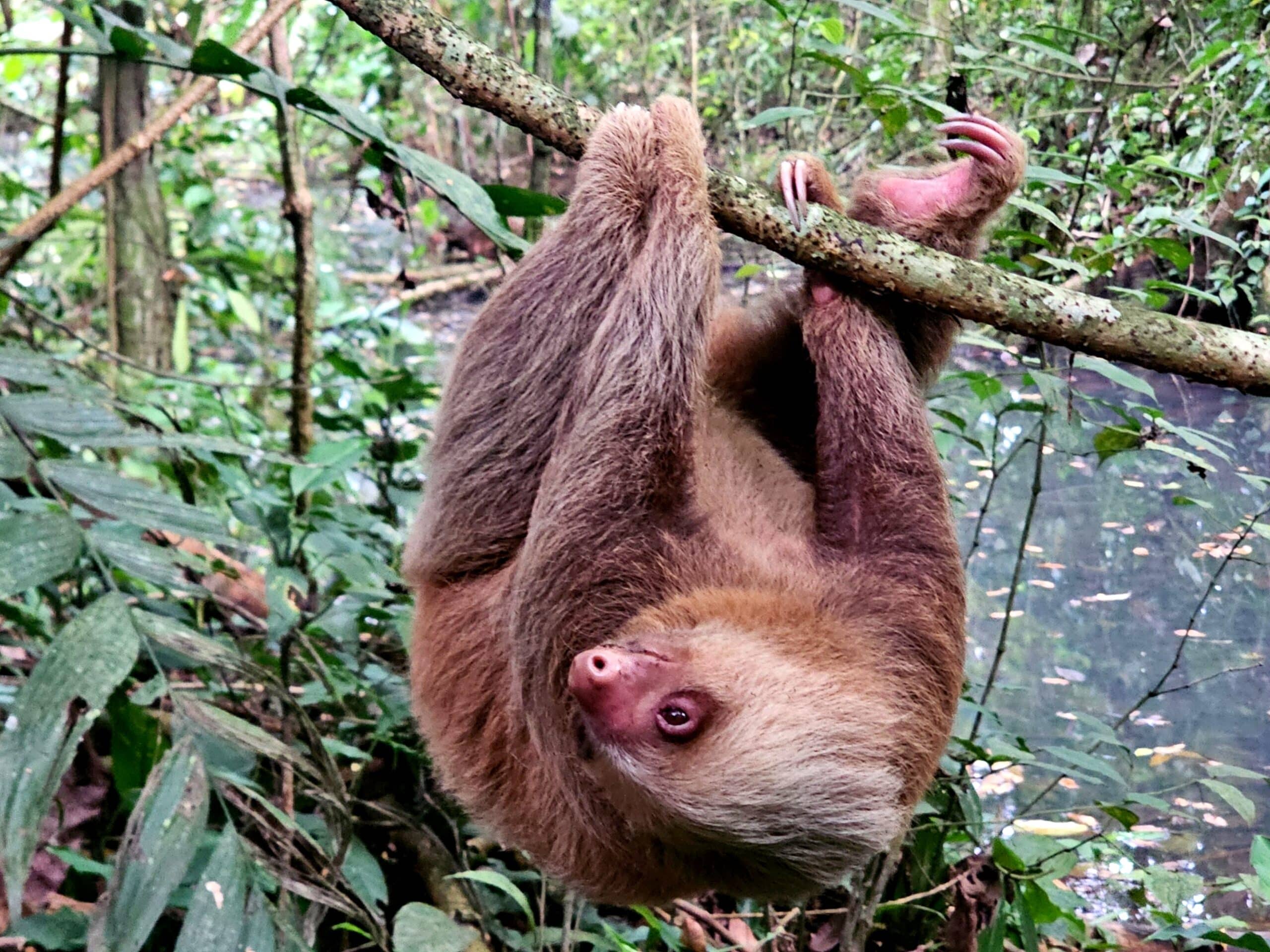 Two toed sloth Wildlife Tours in Costa Rica