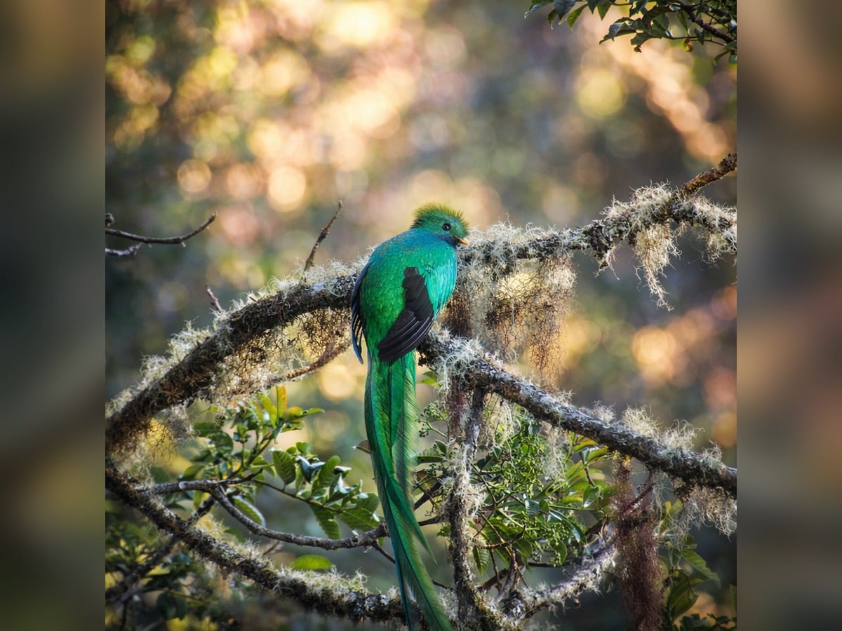 Resplendent Quetzal Costa Rica wildlife packages