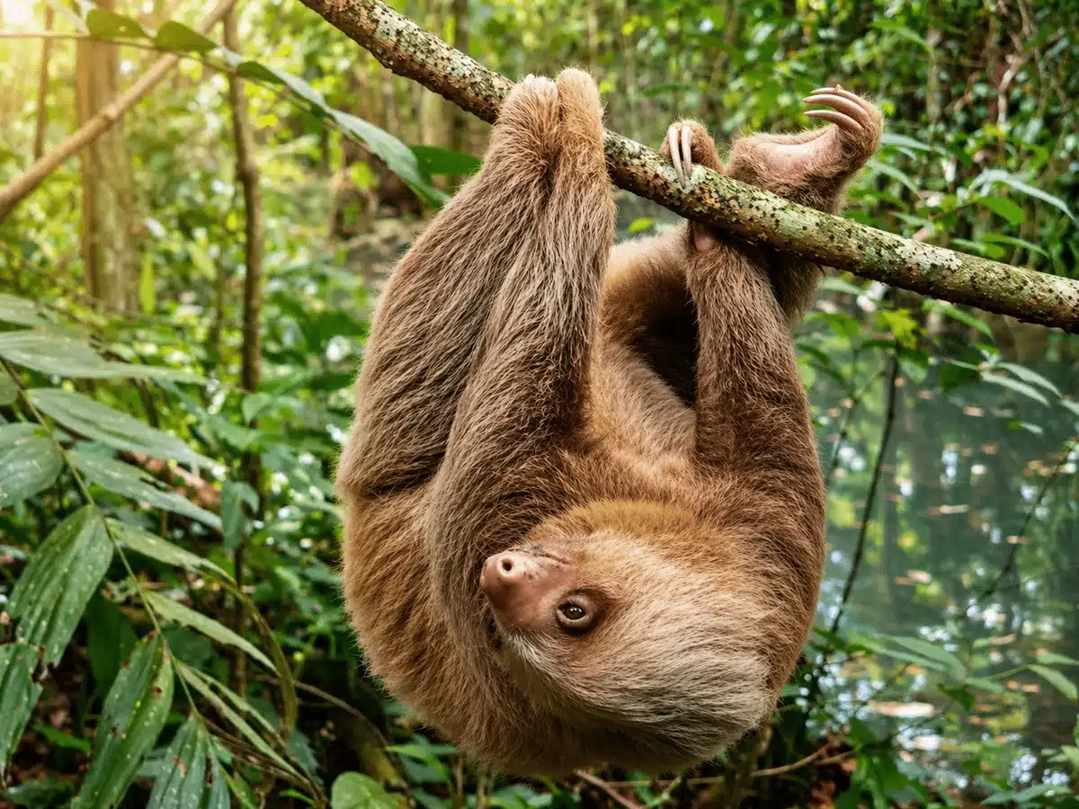 Costa Rica Wildlife Packages