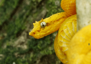 Costa Rica wildlife Eyelash Pit Viper