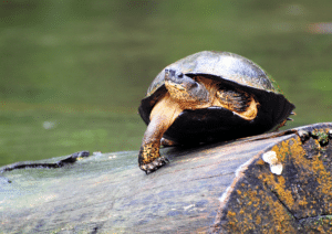 Coata Rica Wildlife