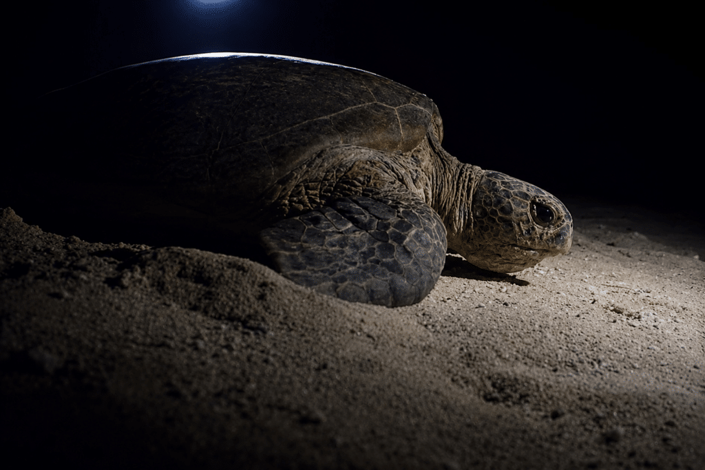 Turtle Nesting Season in Tortuguero Green Sea Turtle