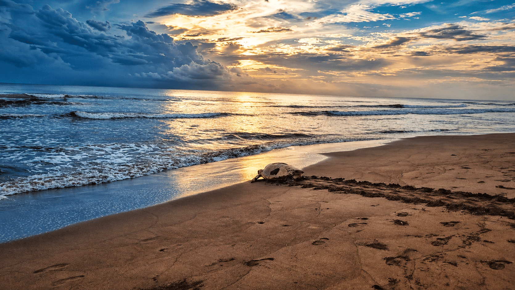 Turtle Nesting Season in Tortuguero