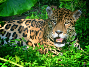 Costa Rica jungle animals