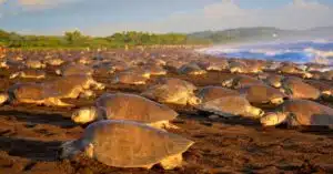 When Is Turtle Nesting Season in Costa Rica? 2 Ostional La Arribada