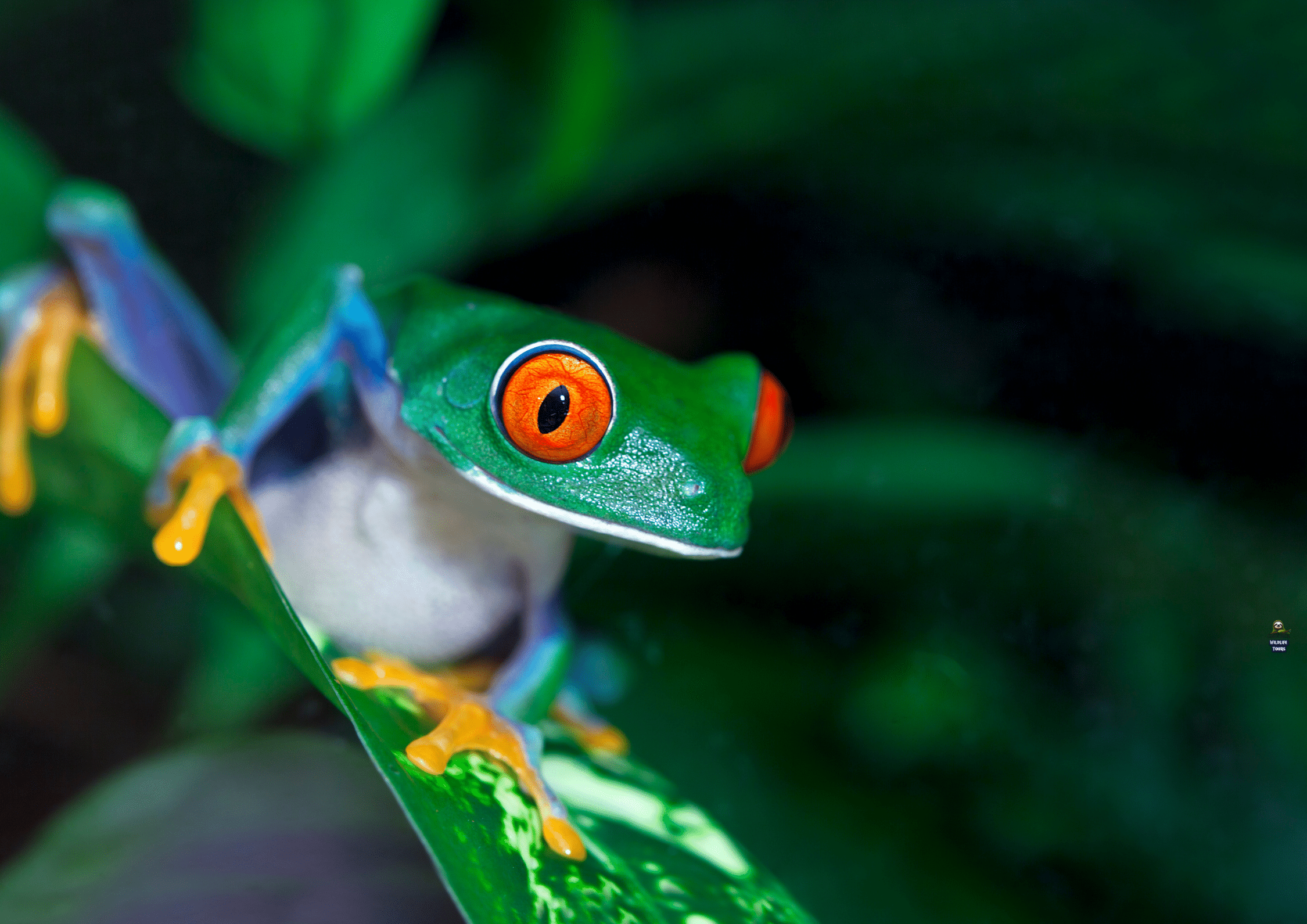 Red eyed Frog