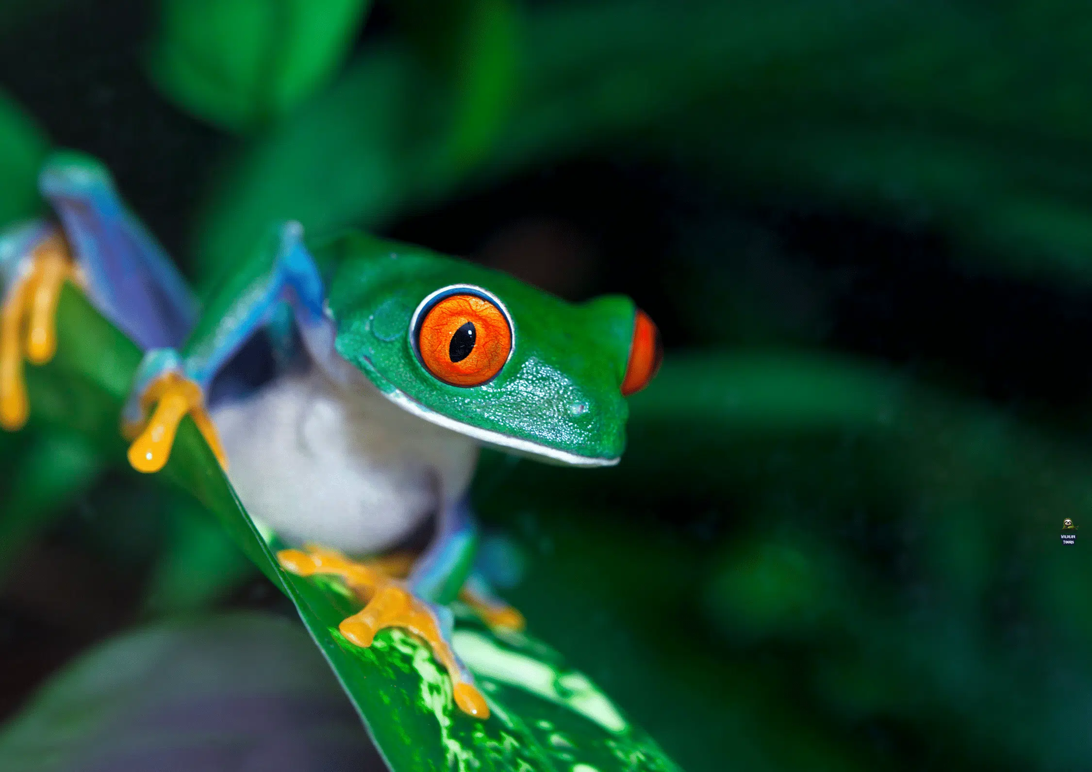 Costa Rica Wildlife Itinerary 14 Days | Wildlife Tours CR