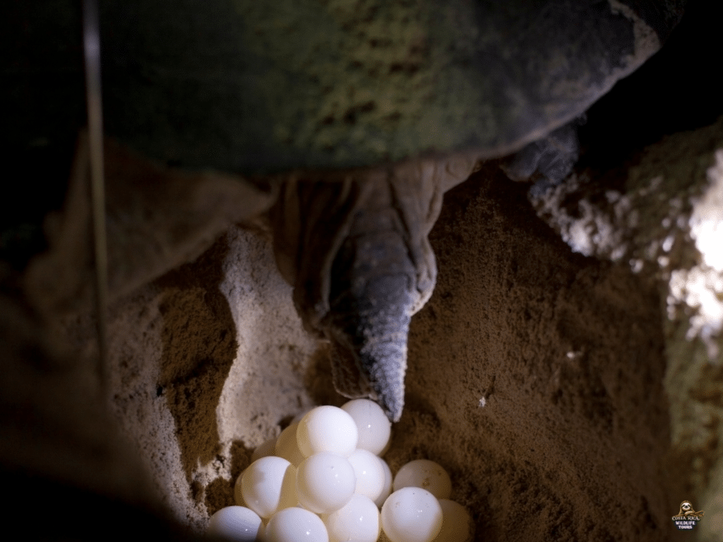 Sea Turtle laying eggs Costa Rica Wildlife