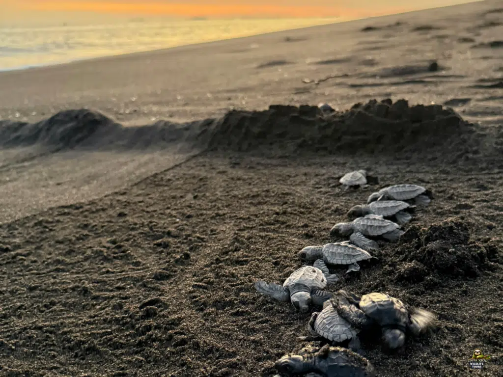 What Month Do Sea Turtles Hatch in Costa Rica?