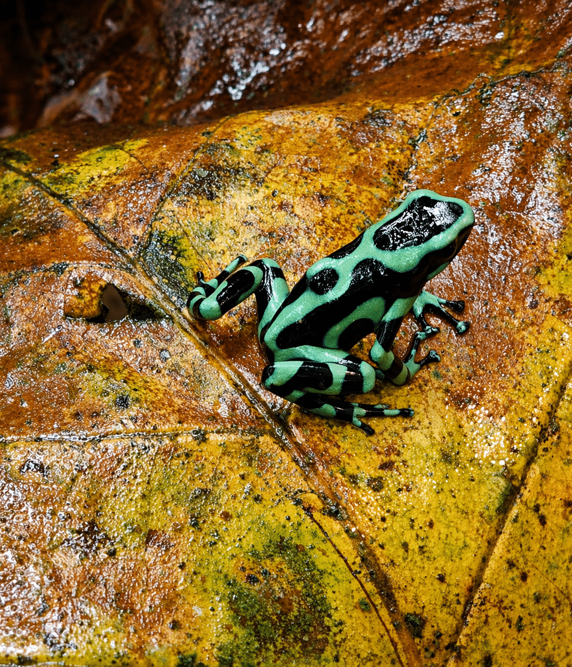 Vibrant frog on glossy rainforest leaf