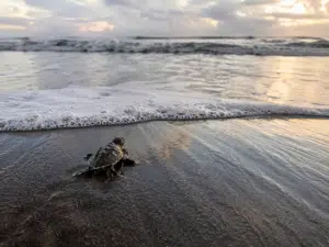 When Is Turtle Nesting Season in Costa Rica? 1 When Is Turtle Nesting Season in Costa Rica