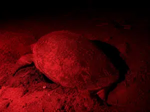 When Is Turtle Nesting Season in Costa Rica? 3 Responsible Turtle Watching