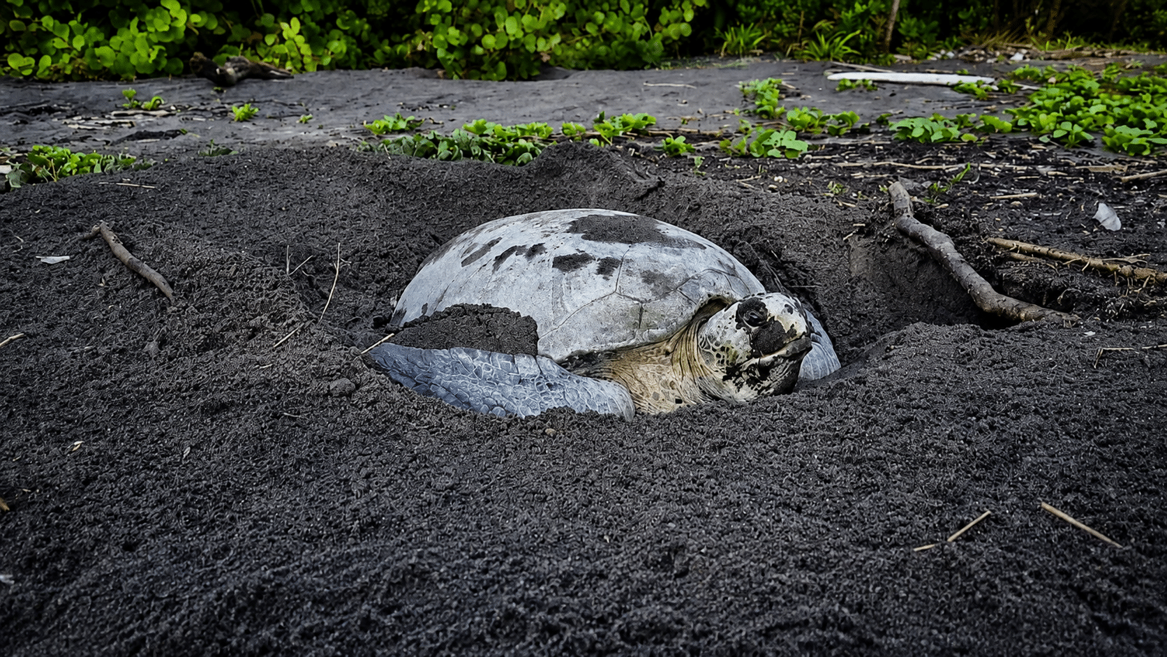 turtles finishing nesting after sunrise